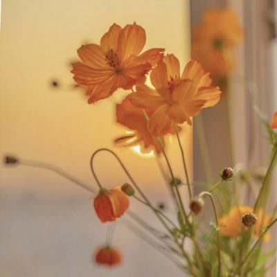 365体育官方唯一入口手机app下载